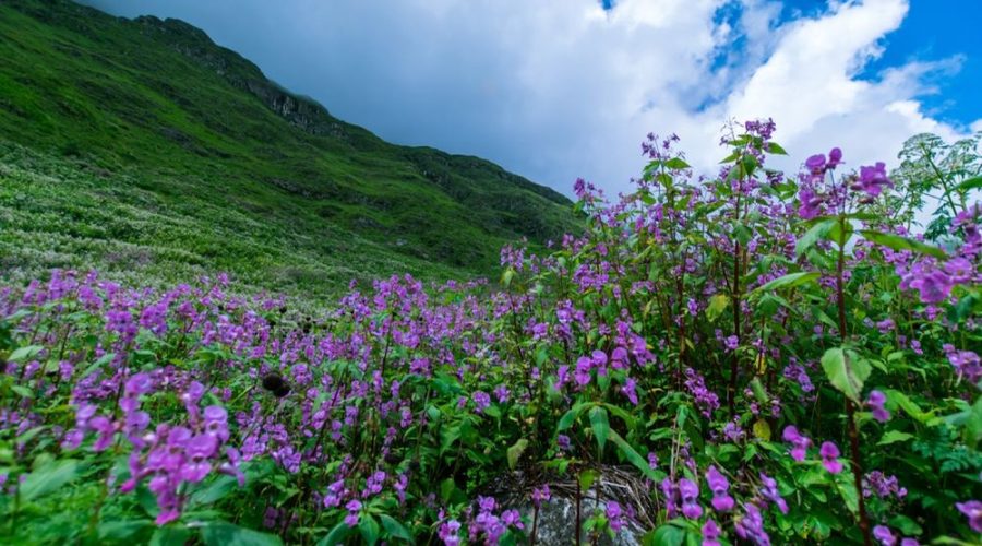 Valley of Flowers Trek - Advenchar